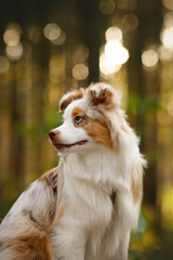 young cute happy Miniature American Shepherd dog with fluffy white and creme fur, green and blue eyes, brown nose portrait in the sunny pine forest at sunset time. blur background. vertical