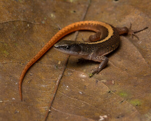 Herpetofauna