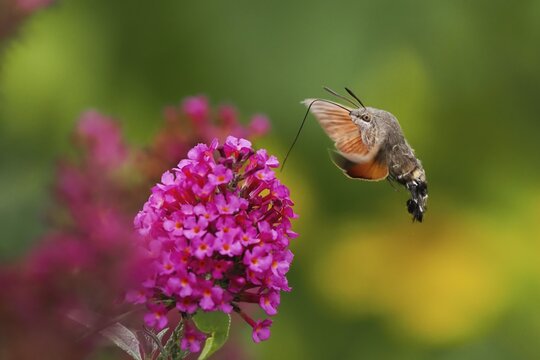 Dove tail (Macroglossum stellatarum) hovering next to a pink flower, summer lilac (Buddleja davidii), in flight, Hesse, Germany
