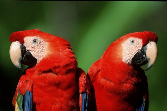 Scarlet Macaws / (Ara macao)