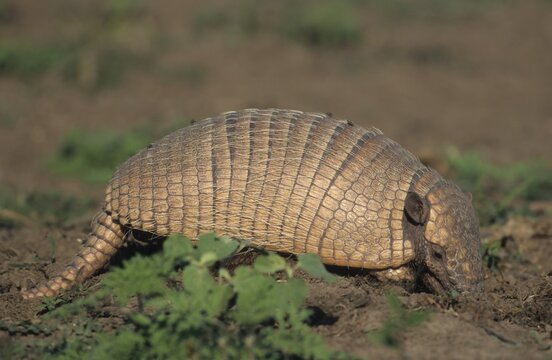 Armadillo (Chaetophractus villosus) Pantanal, Brazil, South America