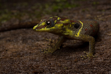 Herpetofauna