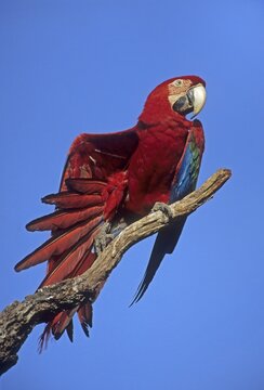 Scarlet Macaw (Ara macao) Pantanal, Brazil, South America