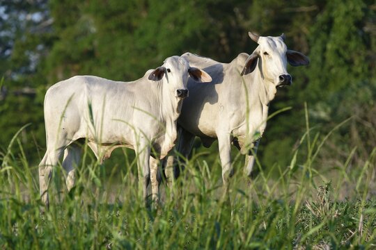 Two white Zebu cows, Para state, Brazil