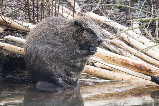 A beaver (Castor fibre) sits by the water surrounded by gnawed branches in a humid environment, Hesse, Germany