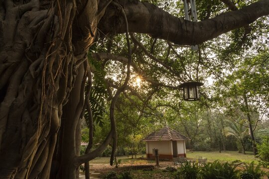 Banyan Tree, Central Guest House, future city Auroville, near Pondicherry or Puducherry, Tamil Nadu, India