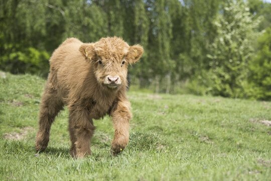 Young Galloway Domestic Cattle (Bos primigenius taurus) on pasture, Hesse, Germany