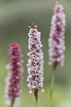 Meadow bistort (Bistorta officinalis), meadow knotweed, Emsland, Lower Saxony, Germany