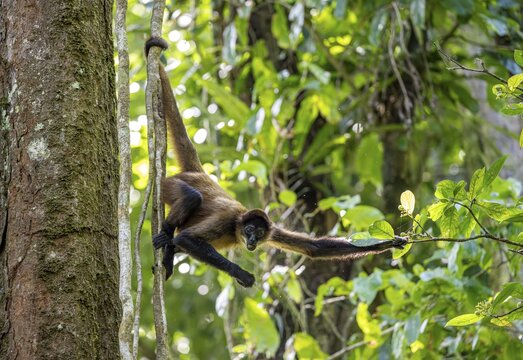 Geoffroy's spider monkey (Ateles geoffroyi) hanging in a tree and eating, Tortuguero National Park, Caribbean coast, Costa Rica
