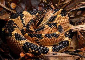 Herpetofauna