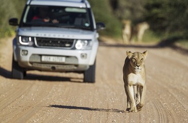Lioness (Panthera leo), female walking on road, behind it a tourist vehicle on a game drive and another two females, rainy season, green surroundings, Kalahari Desert, Kgalagadi Transfrontier Park, South Africa