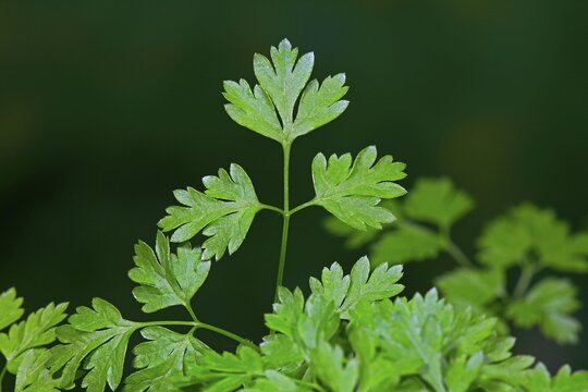 Garden chervil (Anthriscus cerefolium), leaves, herbs, spices, Germany