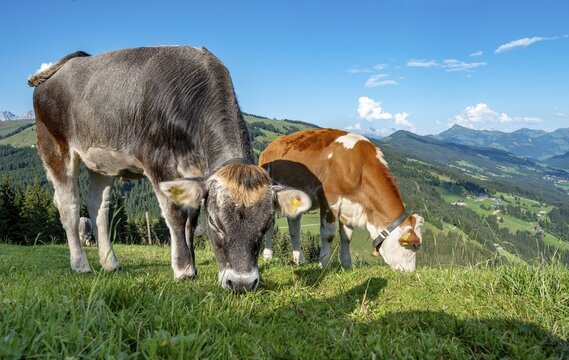 Young calves (Bos primigenius taurus) graze on a meadow, Simmental cattle and Grey cattle, Hochbrixen, Brixen im Thale, Tyrol, Austria