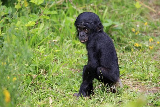 Bonobo, pygmy chimpanzee (Pan Paniscus), juvenile, alert, endangered species, captive