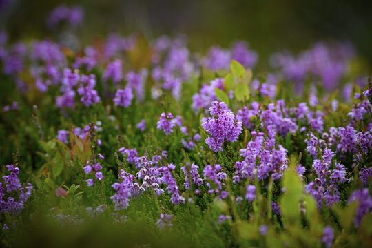 Spike heather (Erica spiculifolia), Sellrain, Innsbruck, Tyrol, Austria