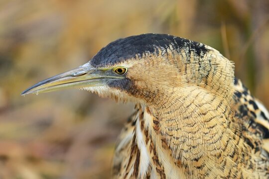 Eurasian bittern (Botaurus stellaris), animal portrait, Switzerland