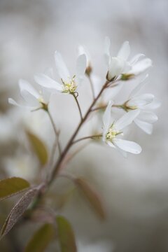 Canadian serviceberry (Amelanchier canadensis), blossoms, Lower Saxony, Germany