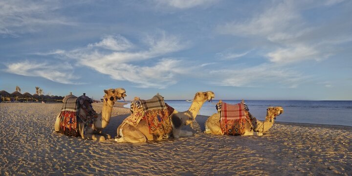 Egyptian camels Dromedaries (Camelus dromedarius) on the beach and coral reef Abu-Dabbab, Hilton Nubian Resort, Al Qusair, Marsa Alam, Egypt
