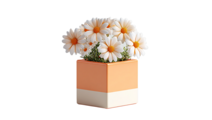 Daisies in a two tone square pot with green foliage on a isolated on transparent background