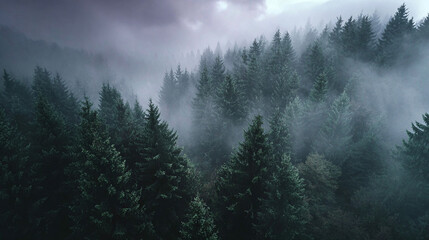 Misty forest landscape background wallpaper, dark moody trees, pine forest in fog, nature photography 4k