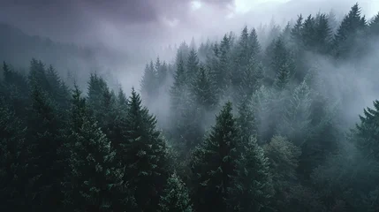 Fototapete Hotel Misty forest landscape background wallpaper, dark moody trees, pine forest in fog, nature photography 4k  © DesignsBurner