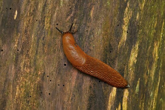 Slug, Red slug ( Arion rufus) to tree trunk, Switzerland