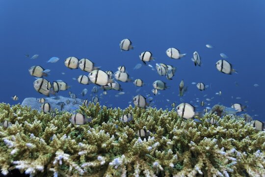 Shoal, head-band humbug (Dascyllus reticulatus), swims, over stone coral, Banda Sea, Pacific Ocean, Saparua, Island, Moluccas, Indonesia
