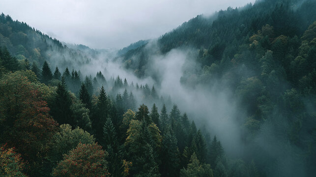 Misty forest landscape aerial view nature photography foggy woods scenic mountains pine trees travel adventure