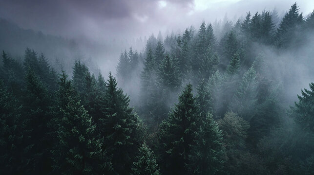 Misty forest landscape background wallpaper, dark moody trees, pine forest in fog, nature photography 4k