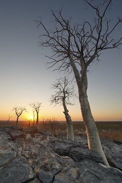 Moringa trees (Moringa ovalifolia) at sunset in Halali, Etosha National Park, Namibia, Africa