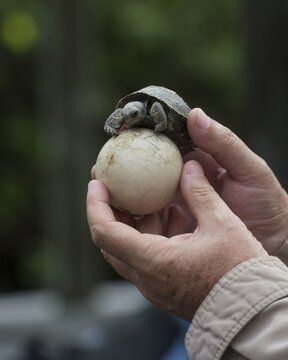 Young Galapagos Giant Tortoise (Chelonoidis nigra) on an egg, Isabela Island, Gal&aacute;pagos Islands, Ecuador