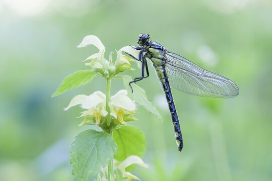 Common Clubtail (Gomphus vulgatissimus) on Yellow Archangel (Lamium galeobdolon), Masuria, Poland