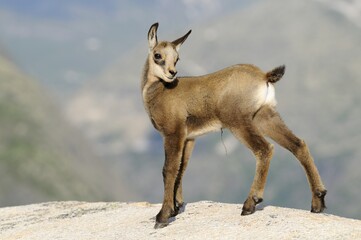 Young chamois (Rupicapra rupicapra) standing on rock slab