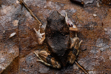 Herpetofauna