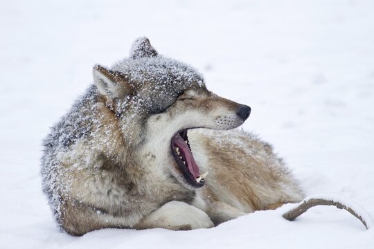 Wolf (Canis lupus) lying in the snow, Hesse, Germany