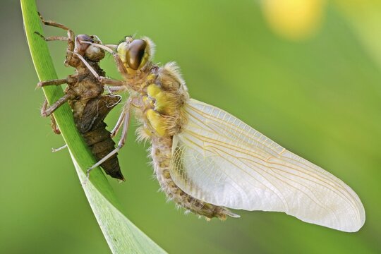Newly hatched Four-spotted Chaser (Libellula quadrimaculata) with exuviae, North Hesse, Hesse, Germany