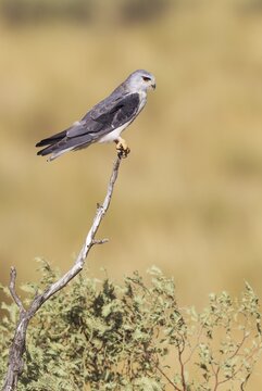Black-shouldered Kite (Elanus caeruleus), perching, Kalahari Desert, Kgalagadi Transfrontier Park, South Africa