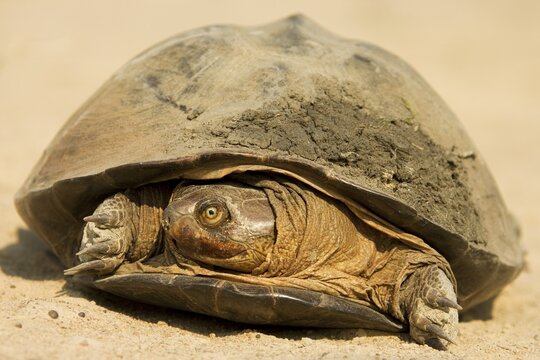Pan Hinged Terrapin (Pelusios subniger), it typically pulls its head to one side under the carapace when threatened, Kafue National Park, Zambia