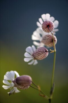 Bladder Campion (Silene vulgaris) in the morning light