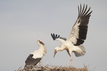 Young White Storks (Ciconia ciconia) during flight training on a nest, North Hesse, Hesse, Germany