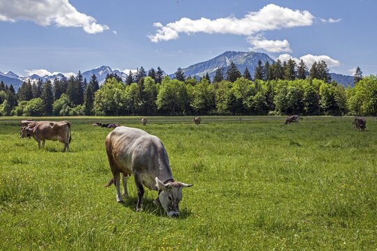 Cows in the pasture near Oberstdorf, Oberallgäu, Allgäu Alps, Allgäu, Bavaria, Germany