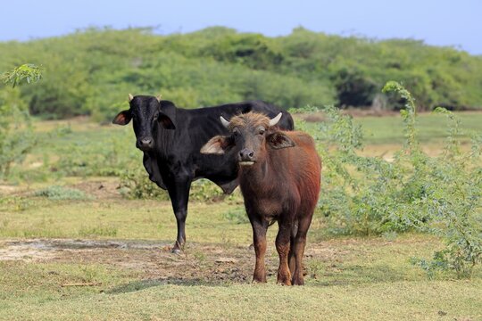 Water buffalo (Bubalus bubalis), young with domestic cattle, Bundala National Park, Sri Lanka