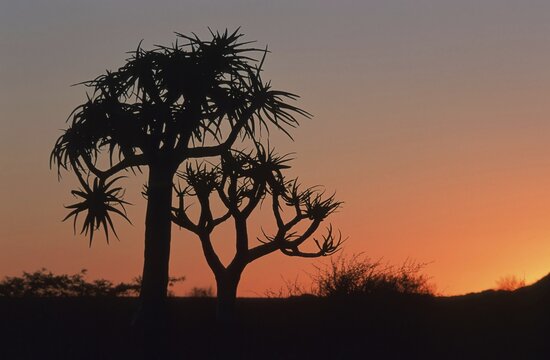 Quiver tree (Aloe dichotoma) in afterglow, Namibia, Africa