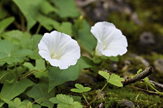 Flowers of two white larger bindweeds (Calystegia sepium), Switzerland