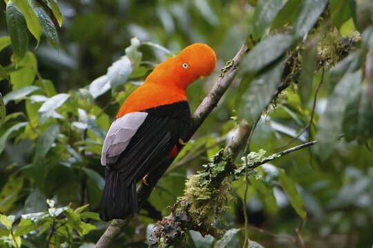 Male Andean cock-of-the-rock (Rupicola peruviana) in the Manu National Park cloud forest, Peruvian national bird, Peru, South America