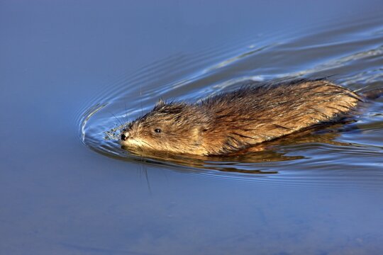Muskrat (Ondatra zibethicus) adult, swimming, in the water, foraging, Moss Landing, Monterey, California, USA