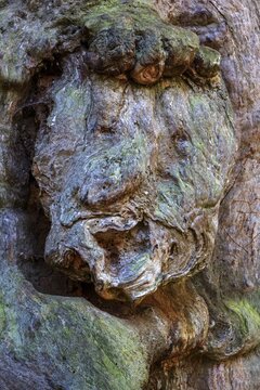 Tree face, face-like growth on the trunk of a dead beech, Sababurg primeval forest, Reinhardswald nature park Park, Hesse, Germany