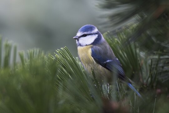 Blue tit (Parus caeruleus), sitting in a pine tree, Emsland, Lower Saxony, Germany