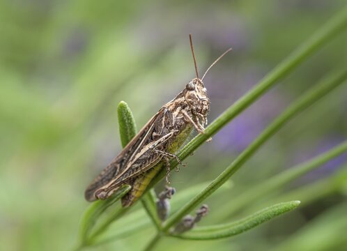 Common Field Grasshopper (Chorthippus brunneus) on lavender (Lavandula angustifolia), Germany