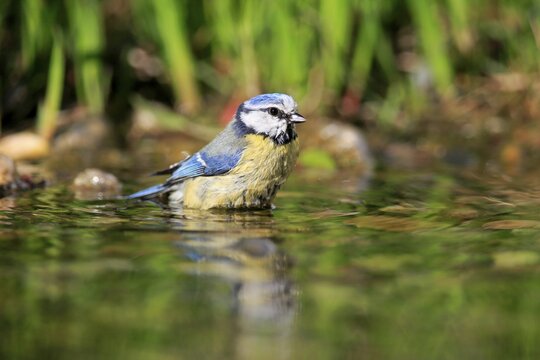 Blue tit (Cyanistes caeruleus), adult, bathing, in water, garden pond, Rhineland-Palatinate, Germany